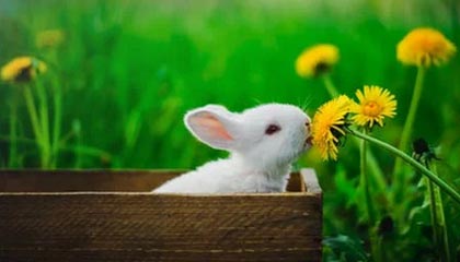 开云官方网页登录-中超联赛上海上港宣布签约新外援，2020中超上海上港球员